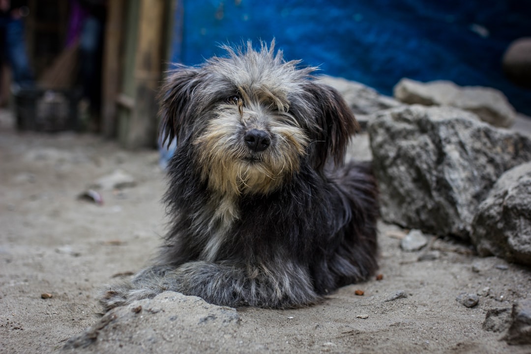 Σκύλος ράτσας Tibetan Terrier