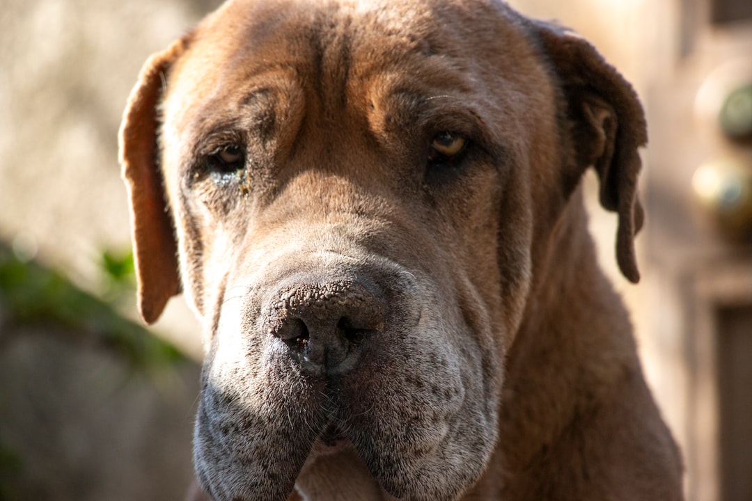 Σκύλος ράτσας Tosa Inu