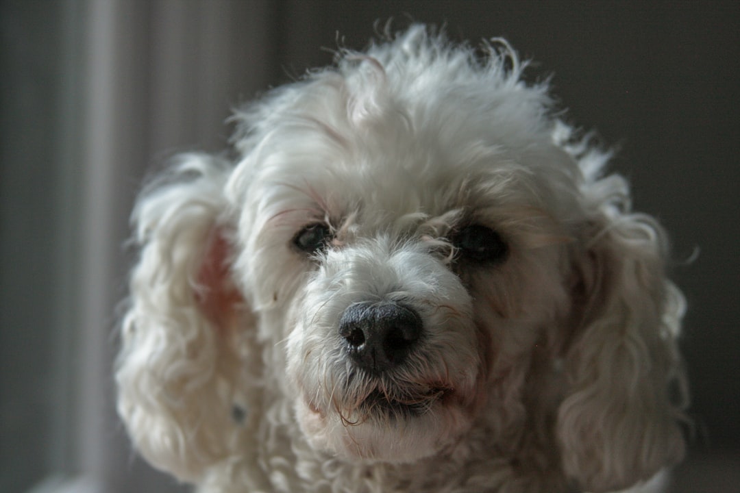 Σκύλος ράτσας Toy Poodle