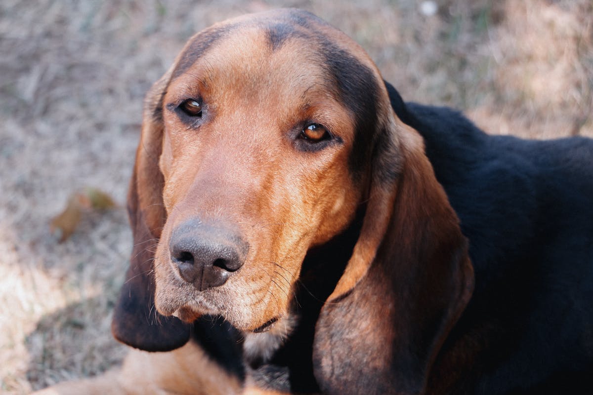 Σκύλος ράτσας Treeing Walker Coonhound