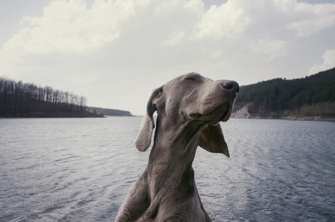 Σκύλος Weimaraner