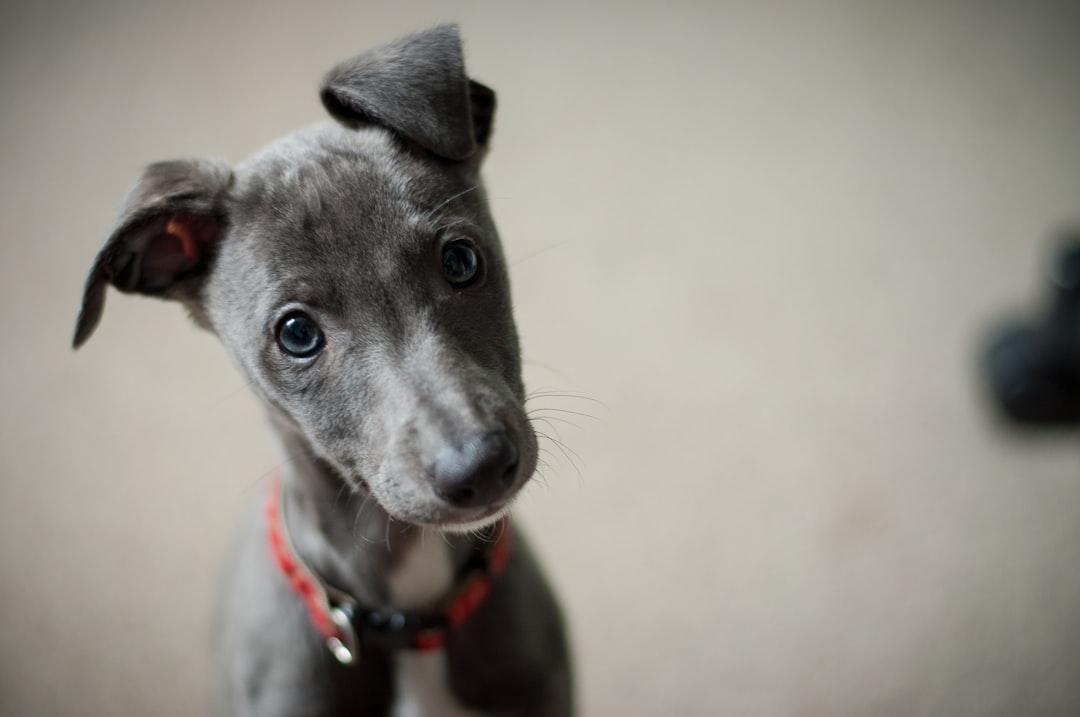 Σκύλος Whippet