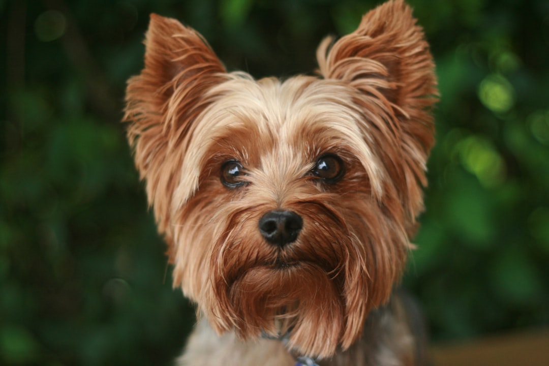 Yorkshire Terrier σκύλος
